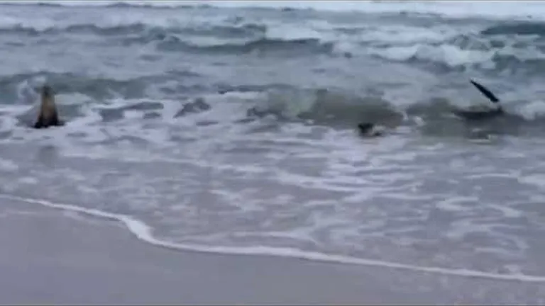 The a-z of weird ocean creatures