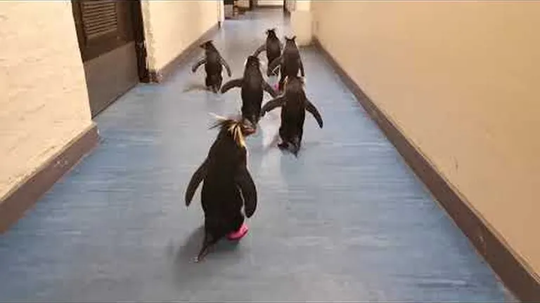 Why do some of our penguins wear socks?