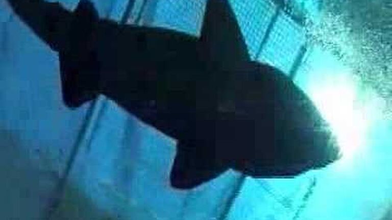 10 facts about ragged-tooth sharks