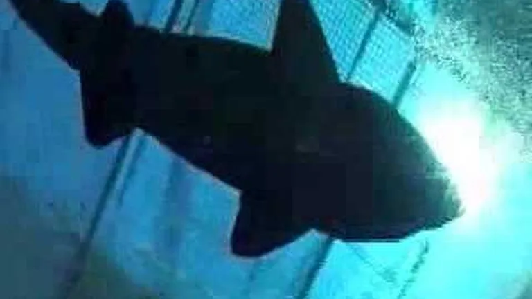 10 facts about ragged-tooth sharks