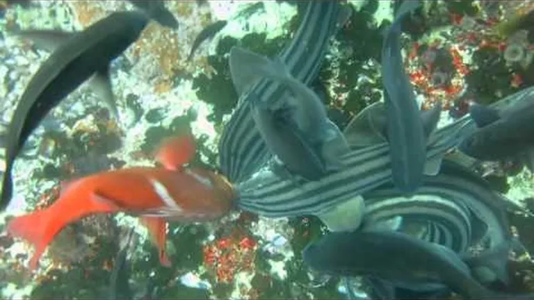 Shark showcase: Pyjama sharks