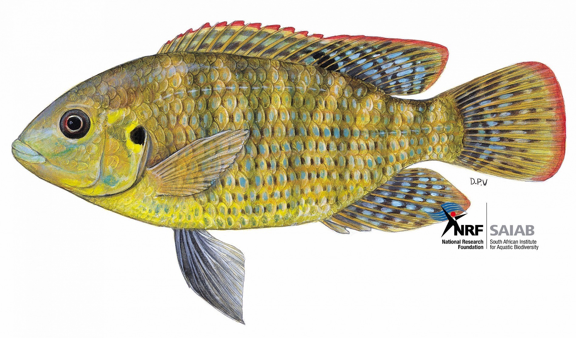 Banded tilapia Species Two Oceans Aquarium Official Tickets