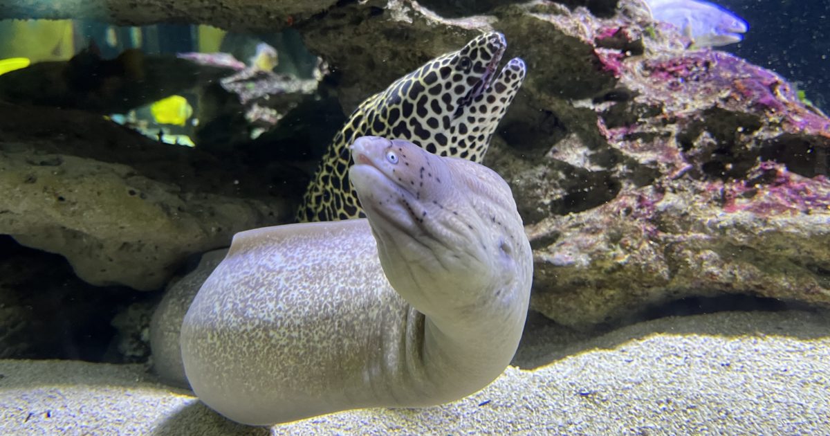 Two Oceans Aquarium Moray eels