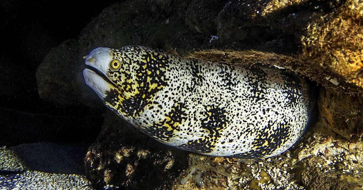 Two Oceans Aquarium Floral moray eel
