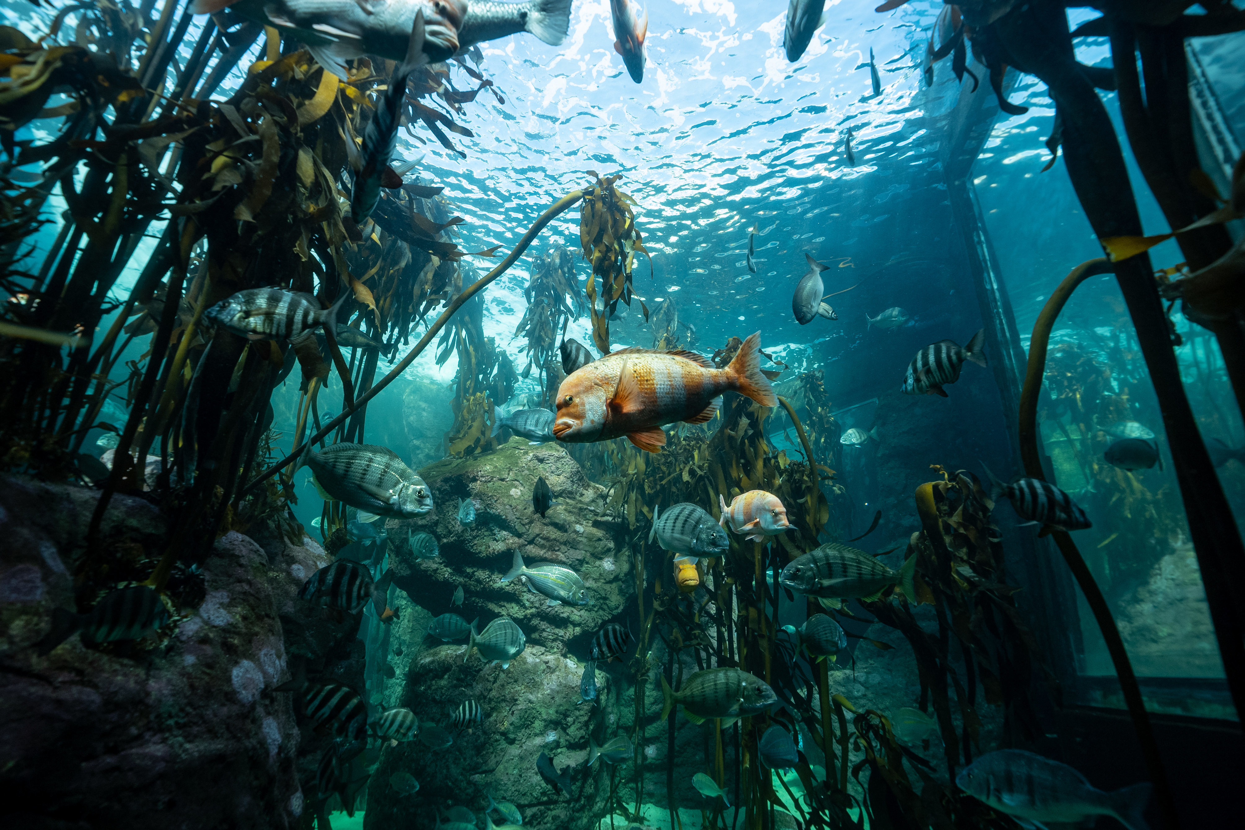 kelp forest hd