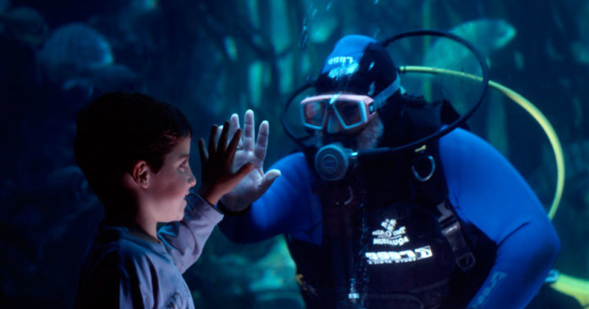 Two Oceans Aquarium Scuba diving at the aquarium is back!