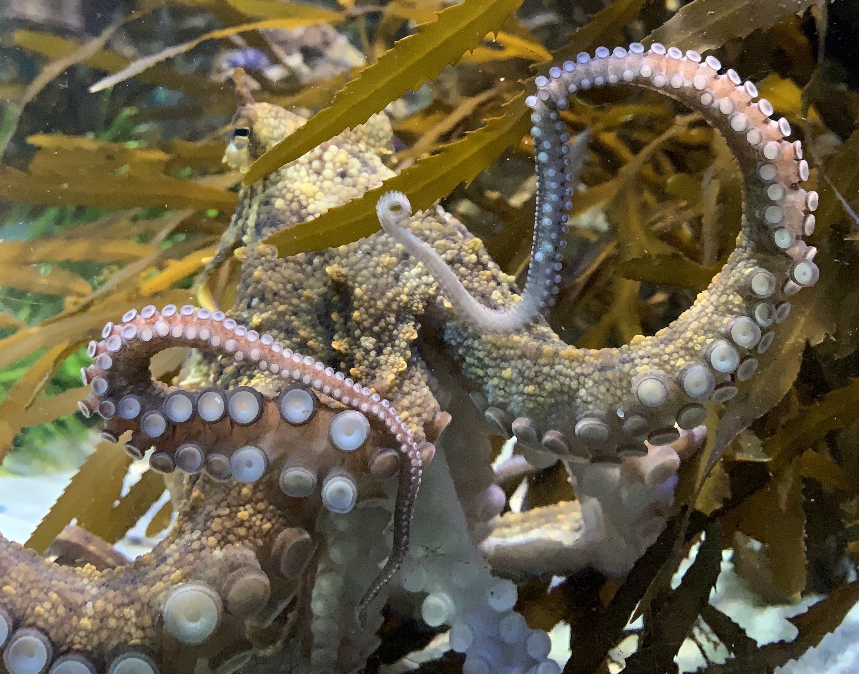 Two Oceans Aquarium Octopuses