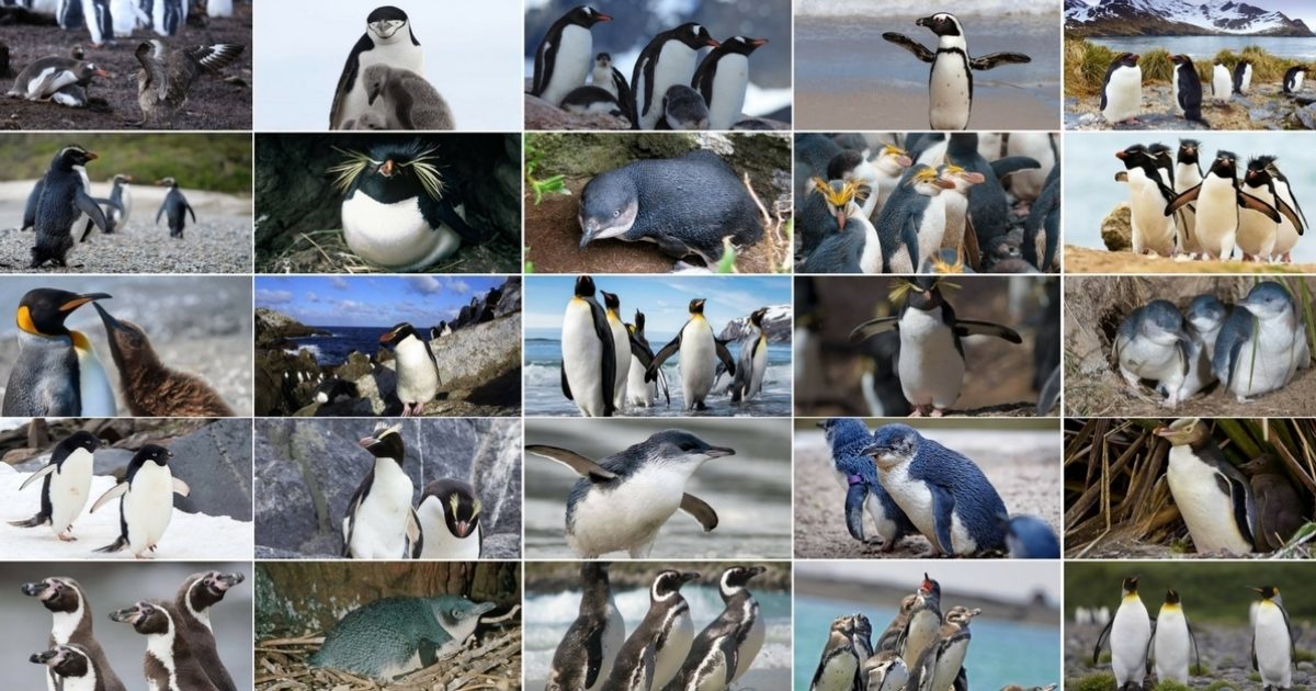 All online about penguins