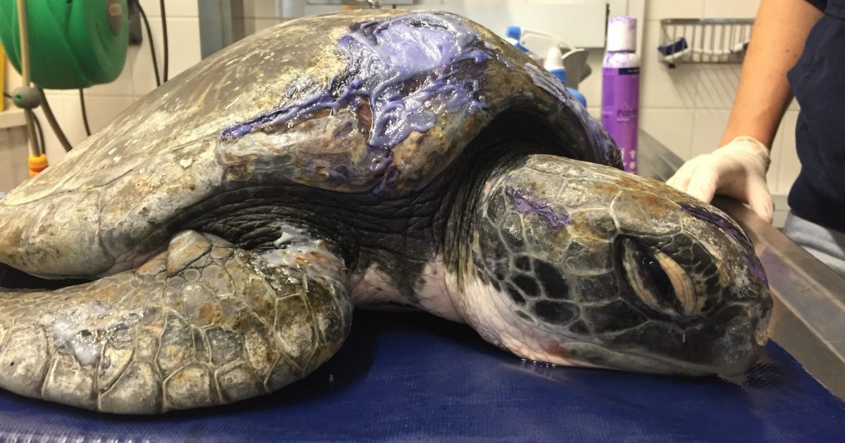 Two Oceans Aquarium Foundation | Meet the rescued turtles of 2020:…