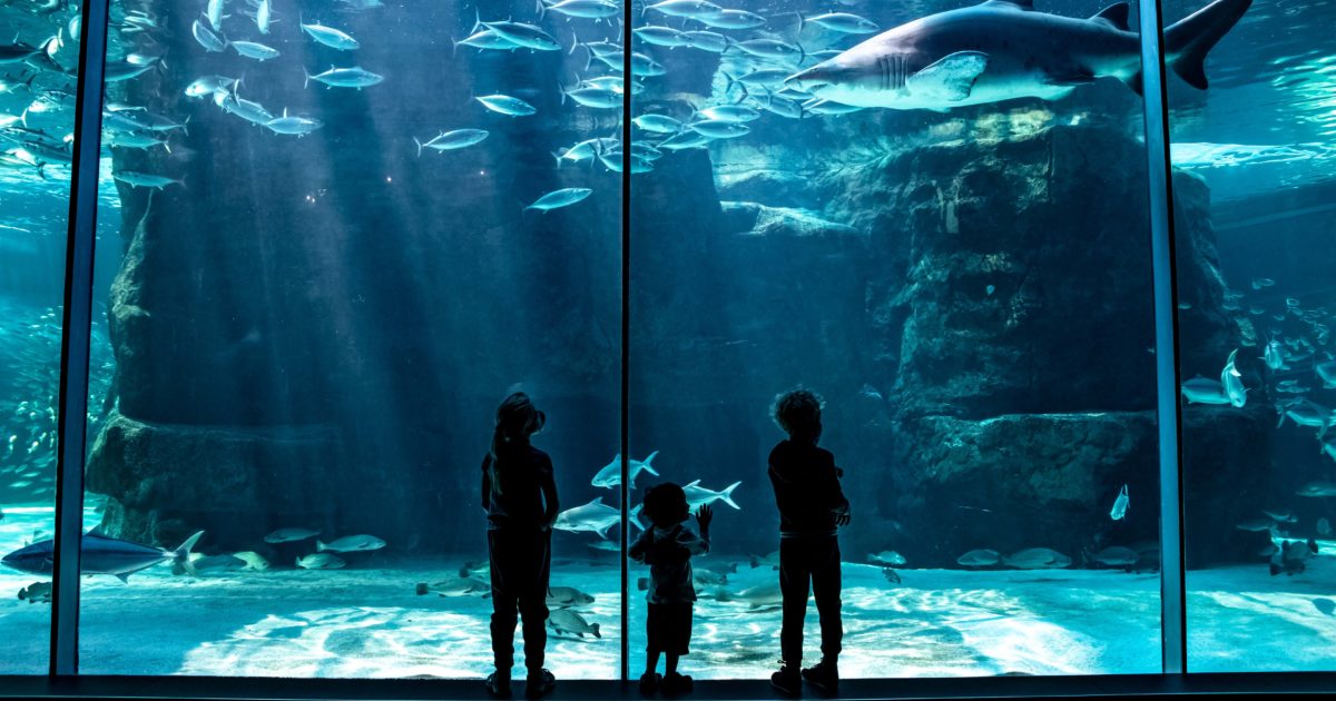Two Oceans Aquarium Membership