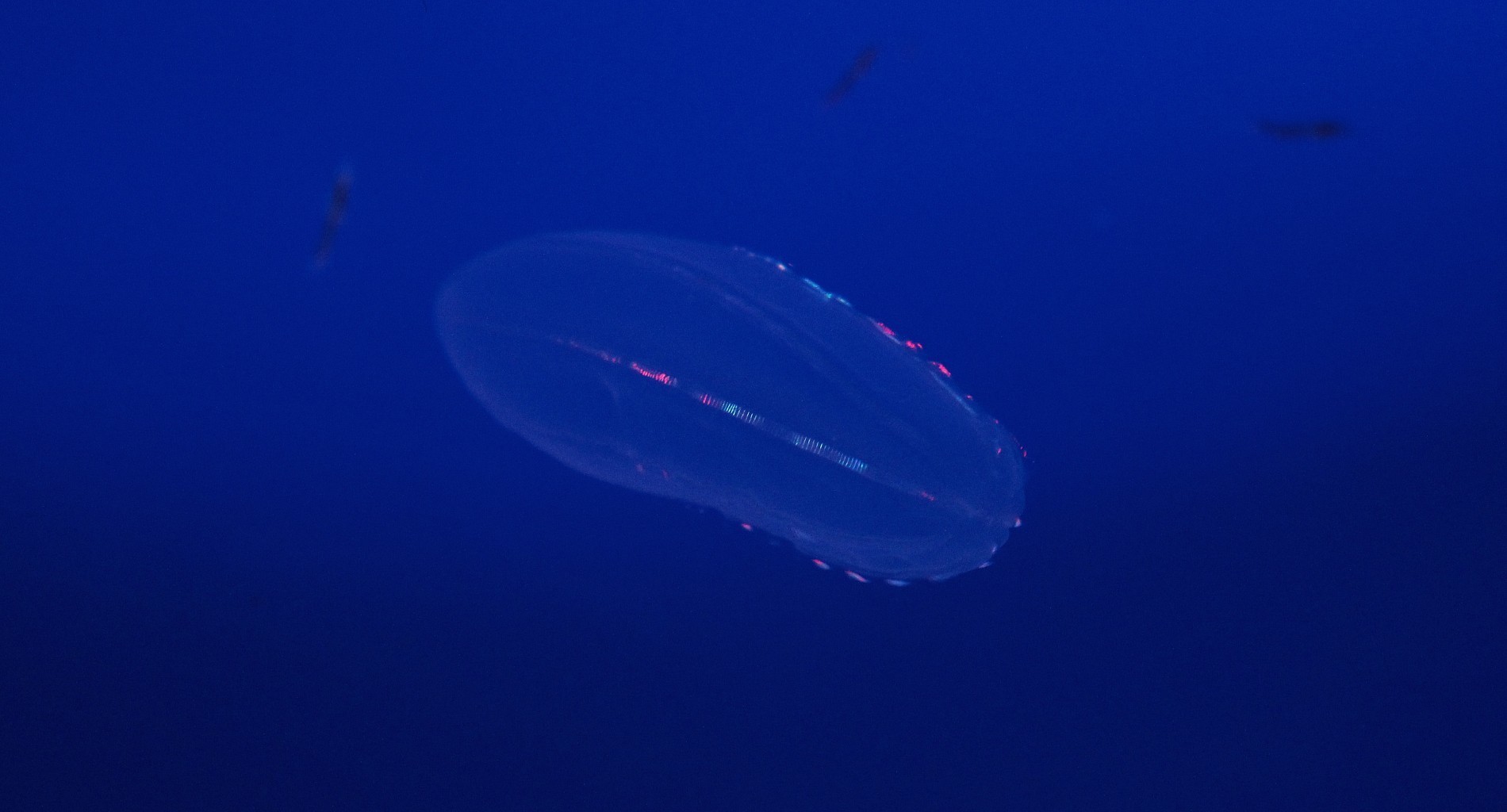 Comb jelly Species Two Oceans Aquarium Official Tickets Cape