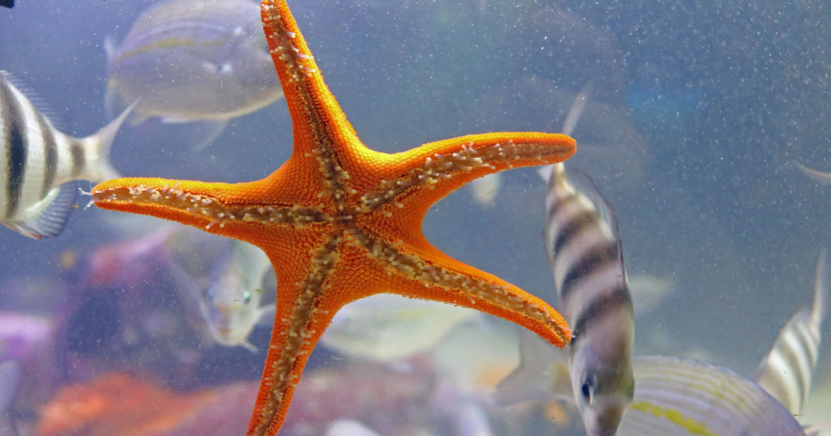 Amazing Star Fish Wallpaper 20 Bizarre And Beautiful Starfish Species