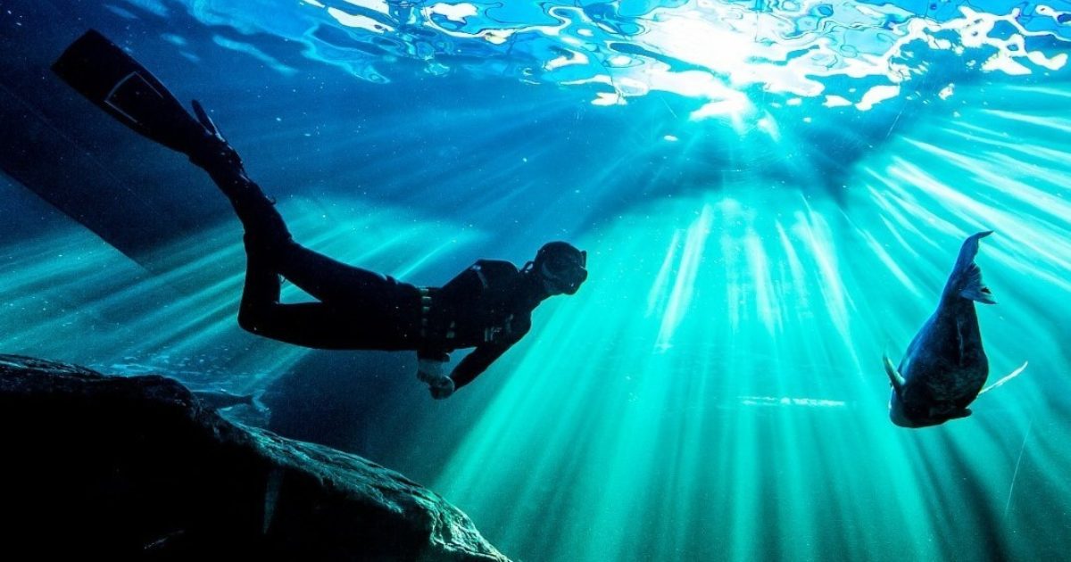 Two Oceans Aquarium Foundation Freediving at the Two Oceans Aquarium