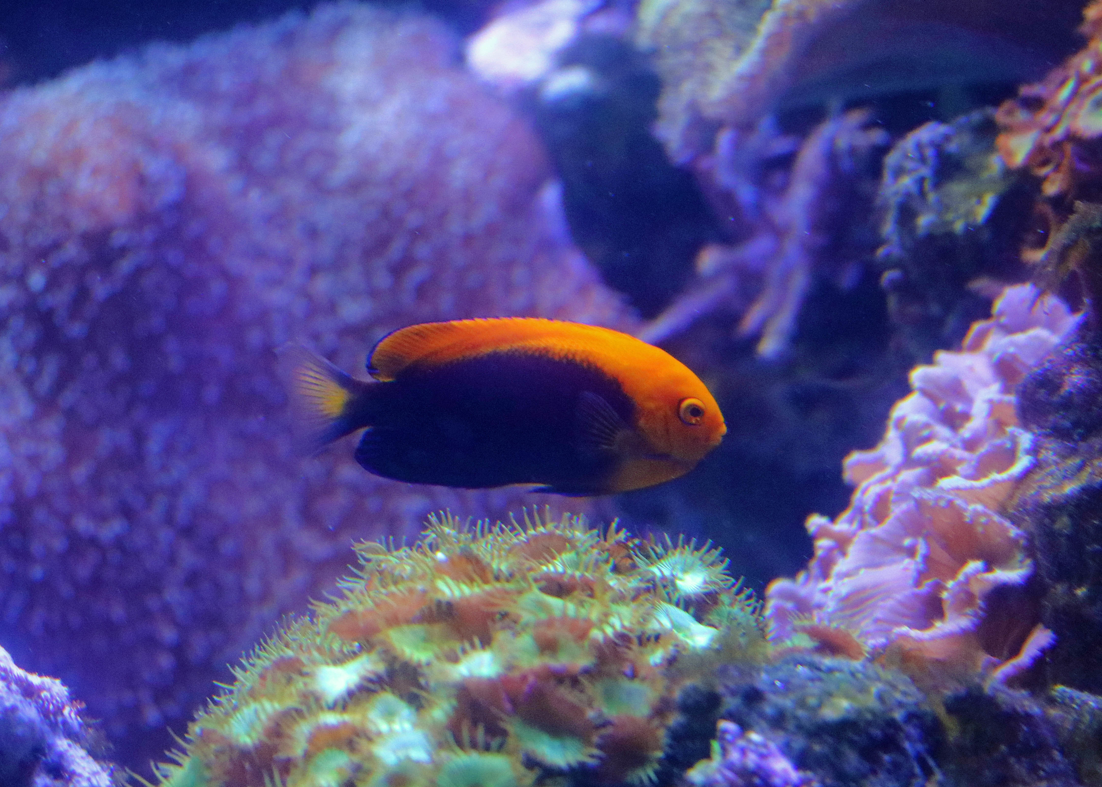 Jumping bean Species Two Oceans Aquarium Official Tickets Cape Town South Africa