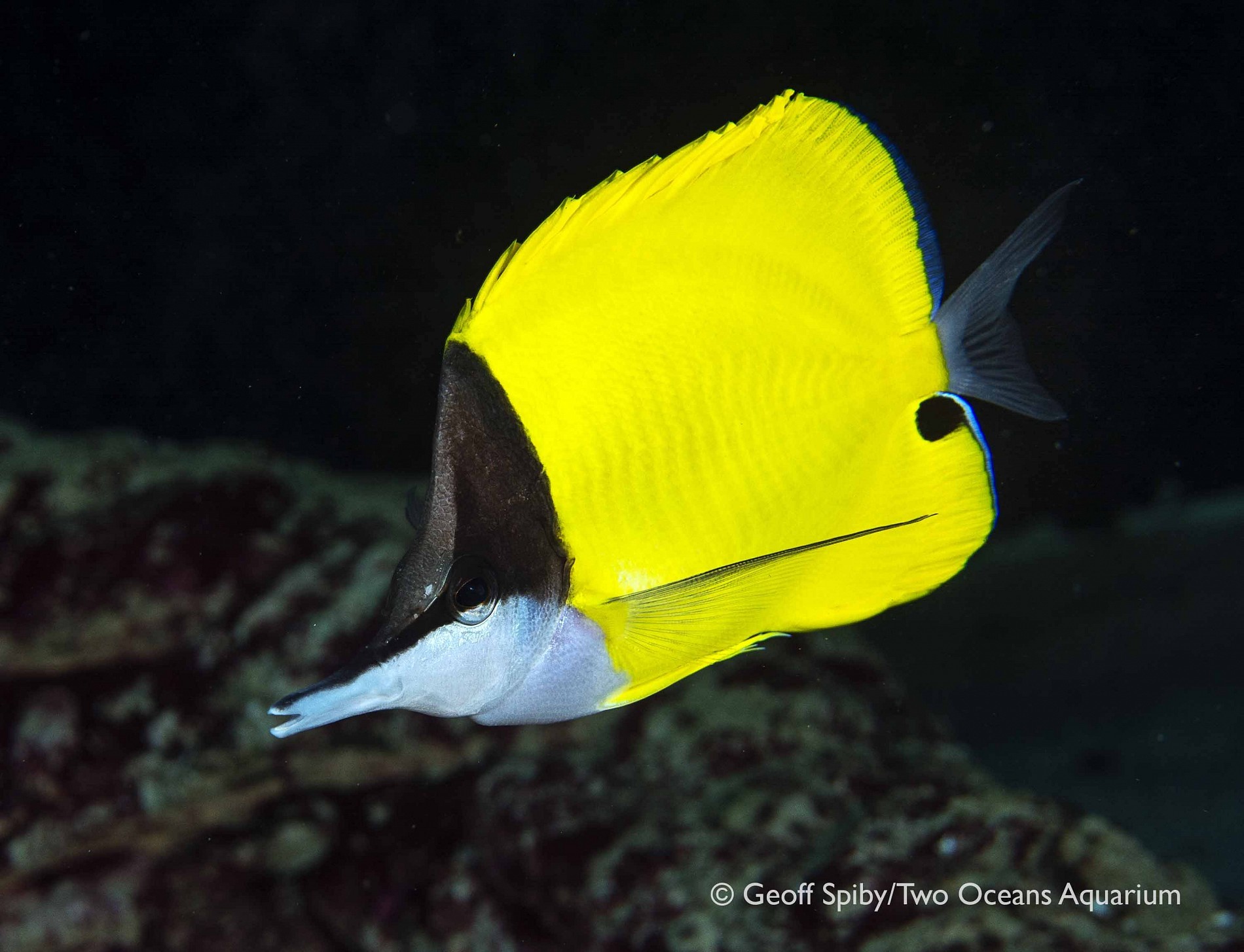 Longnose butterflyfish Species Two Oceans Aquarium Official Tickets Cape Town South Africa