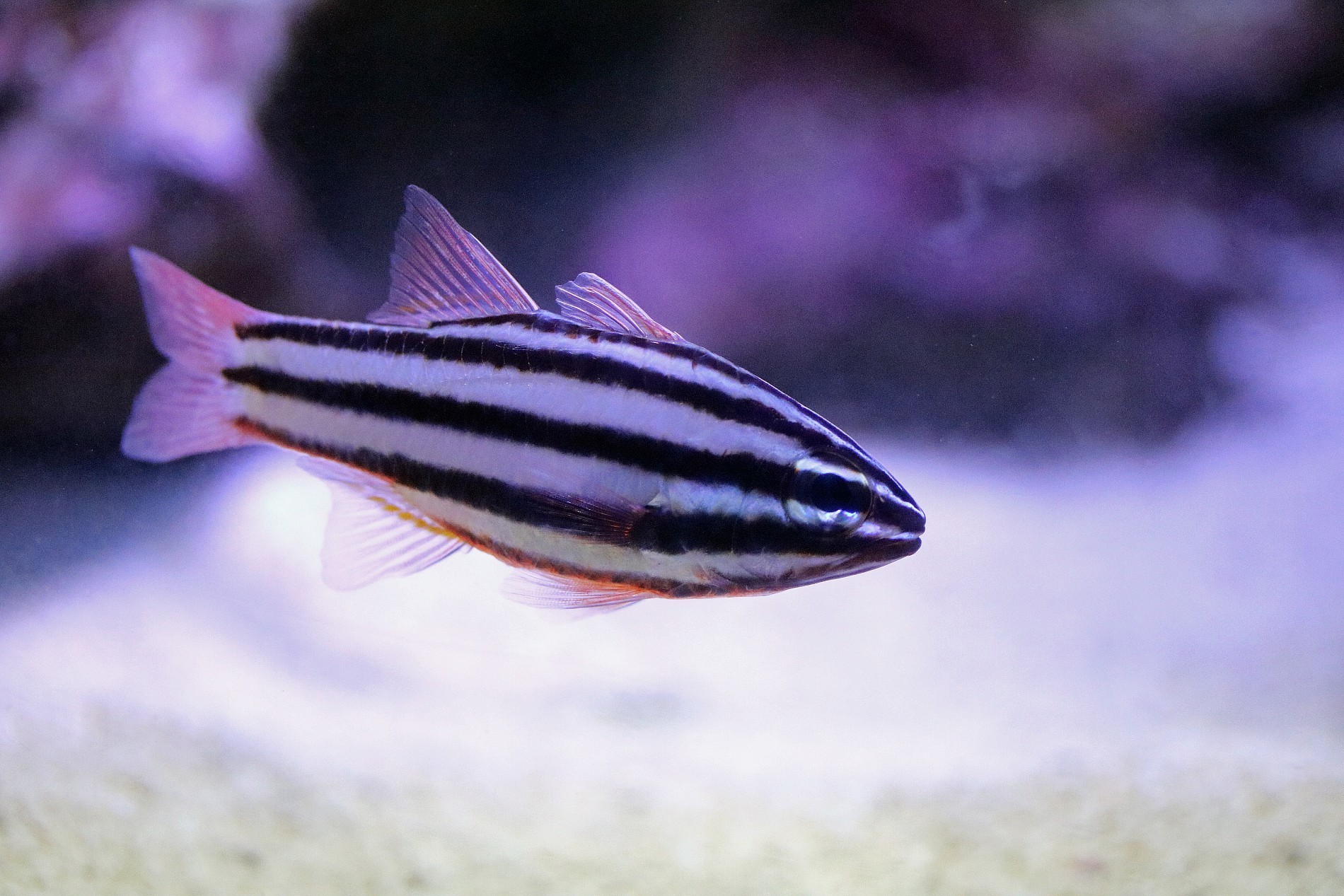 Striped cardinalfish Species Two Oceans Aquarium Official Tickets