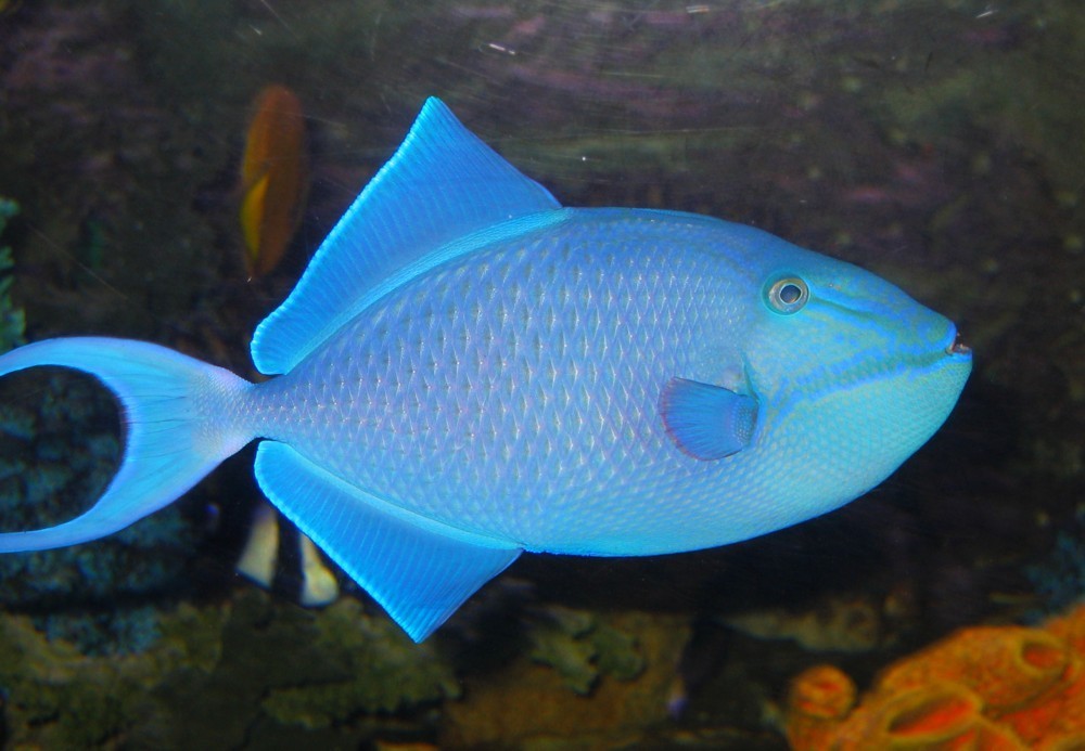 red triggerfish www