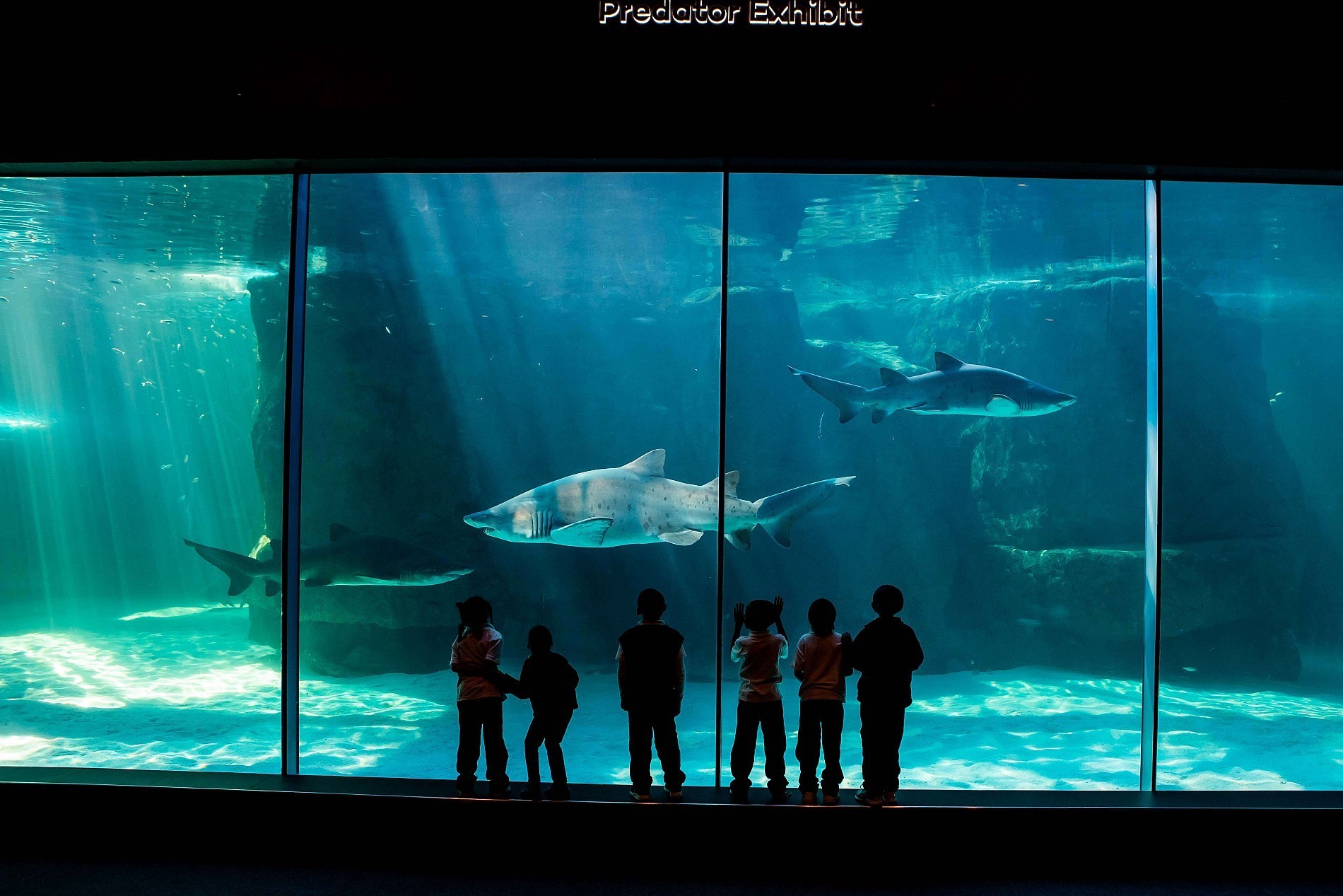 When not at work, what does the Aquarium team miss?
