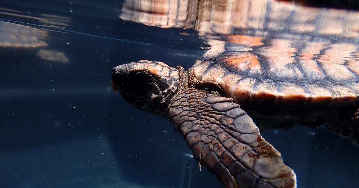 Two Oceans Aquarium | Turtle stranding season: What you need to know