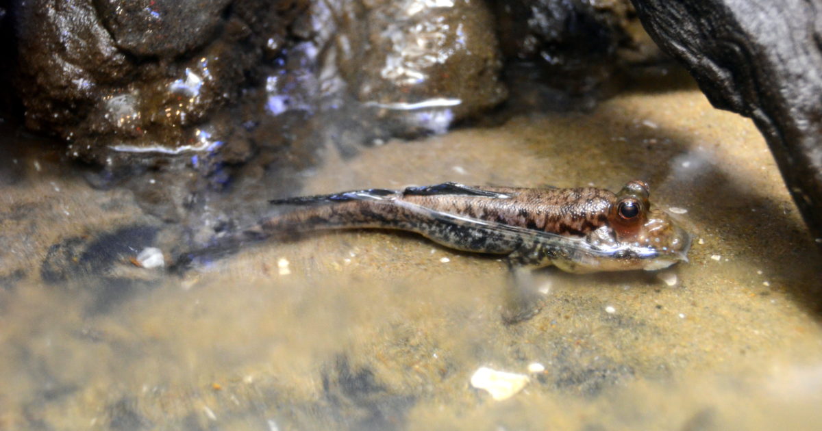 Two Oceans Aquarium Mudskipper