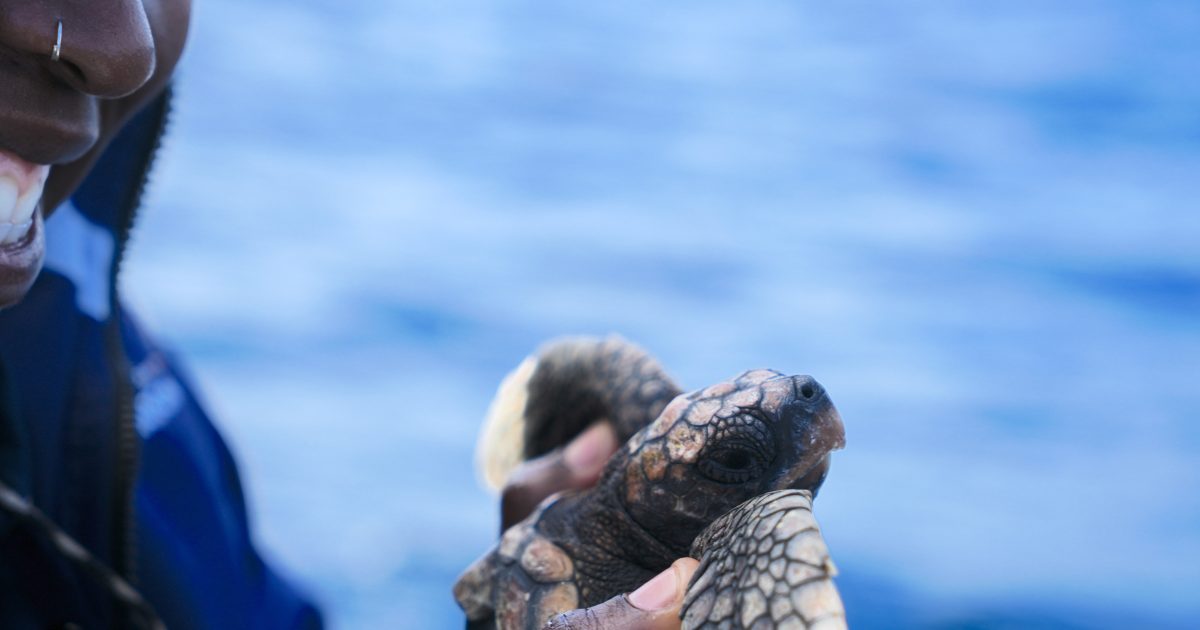 Two Oceans Aquarium Foundation | Thank you to our turtle community!