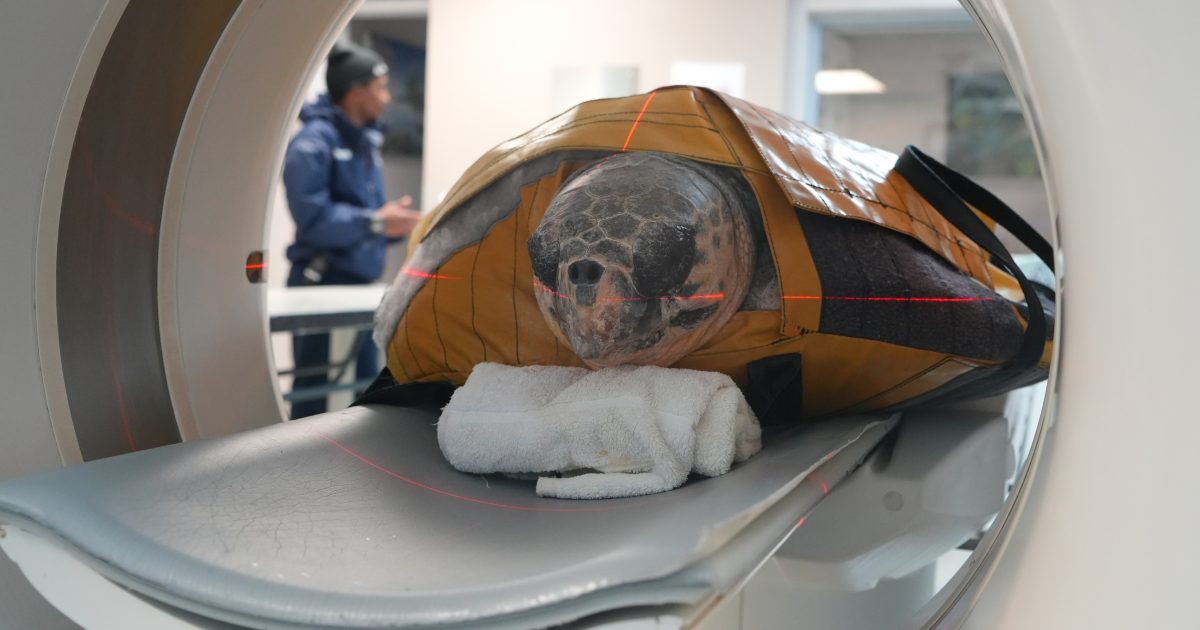 Two Oceans Aquarium | Scan you believe it? The value of CT and MRI…