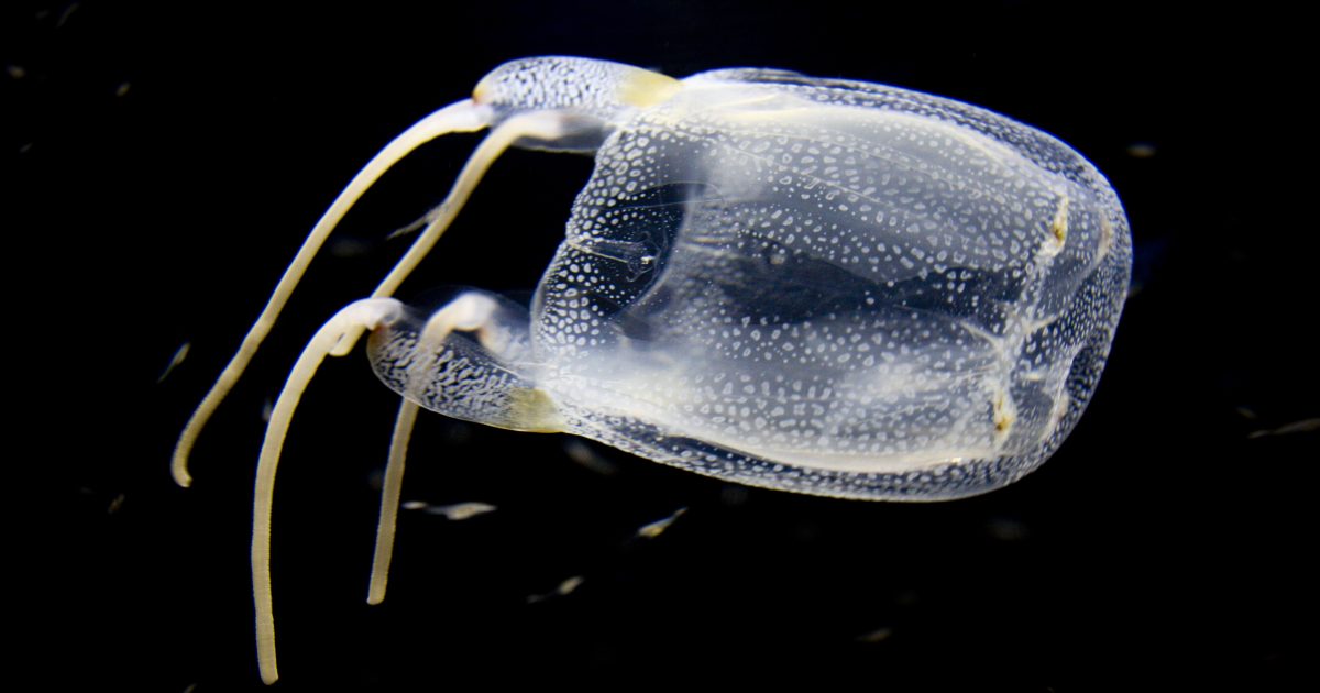 Two Oceans Aquarium | Happy World Jellyfish Day!