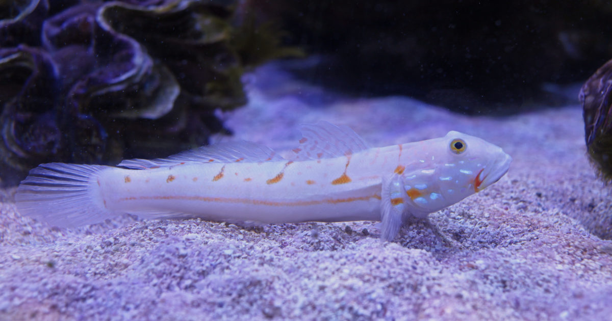 Two Oceans Aquarium Diamondback goby