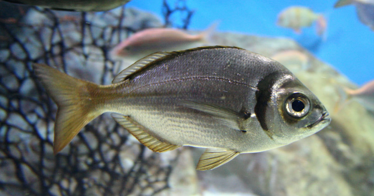 Two Oceans Aquarium | Fransmadam