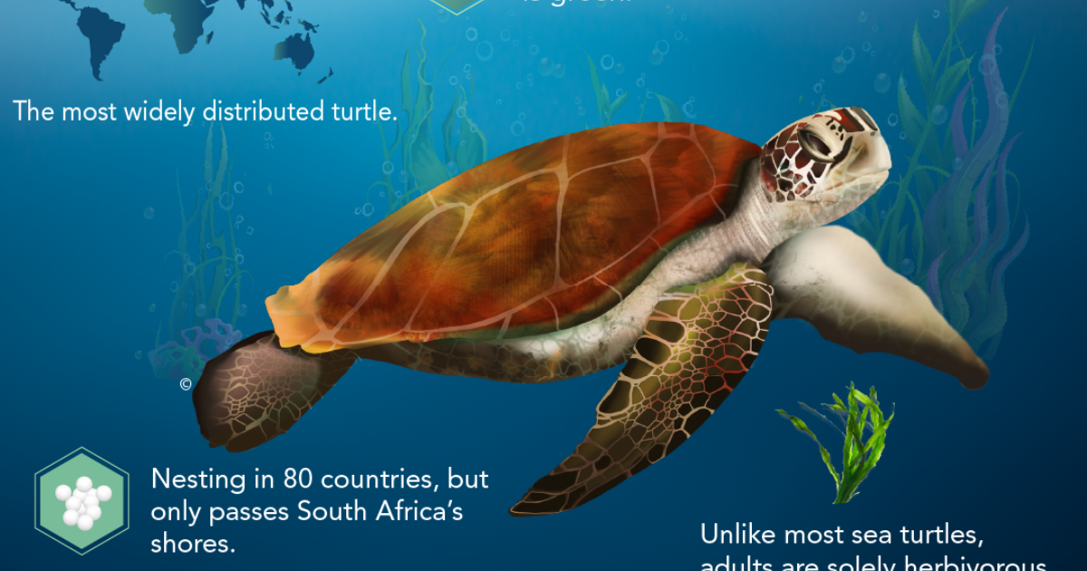 Two Oceans Aquarium Foundation | World Turtle Day: What kinds of…