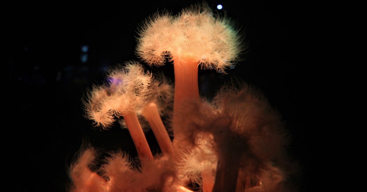 Two Oceans Aquarium Featherduster anemone