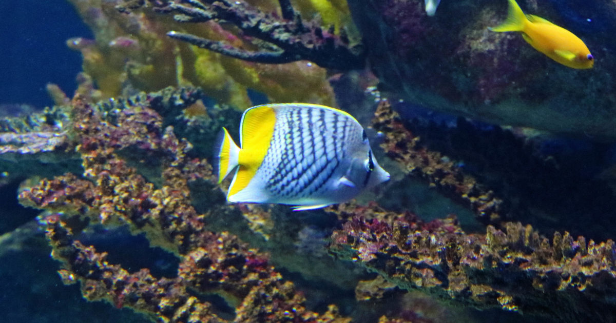 Two Oceans Aquarium Foundation Pearly butterflyfish