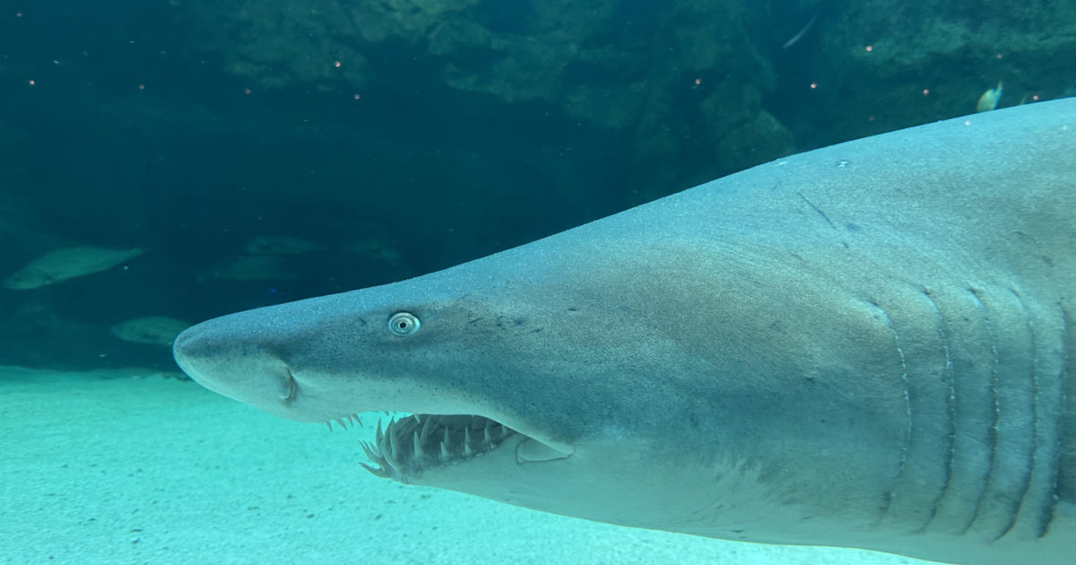 Two Oceans Aquarium | 10 things you didn't know about sharks