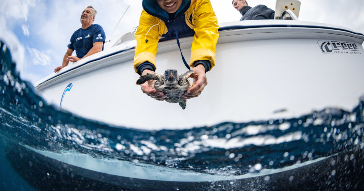 Two Oceans Aquarium | 69 endangered sea turtles returned to the ocean…