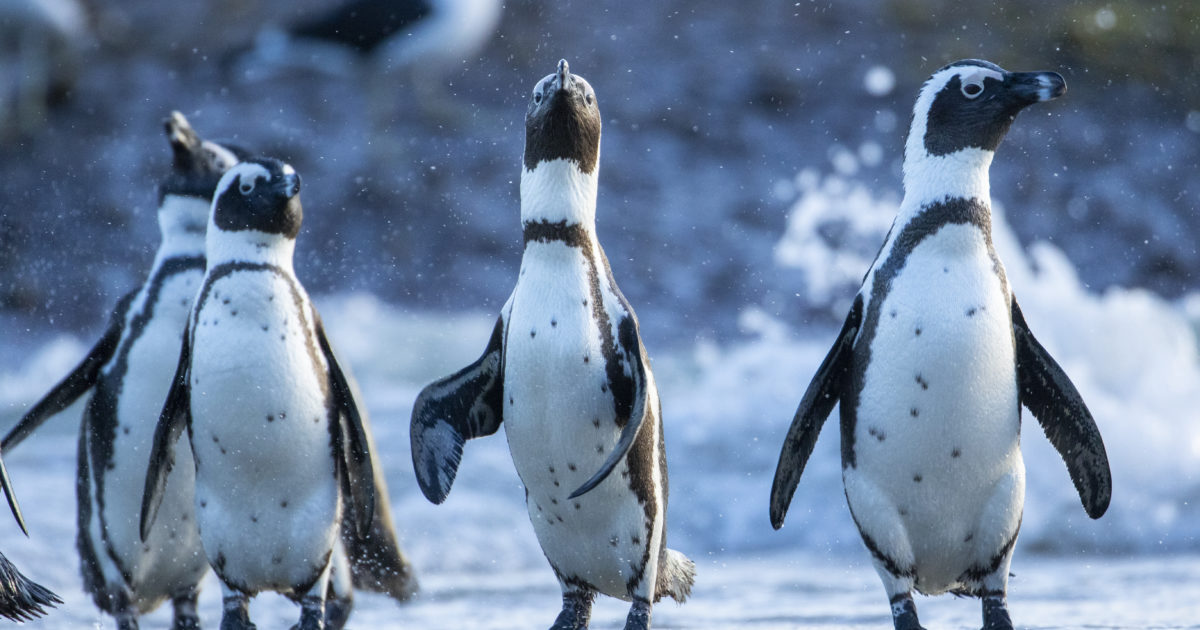 Two oceans aquarium why do penguins waddle 