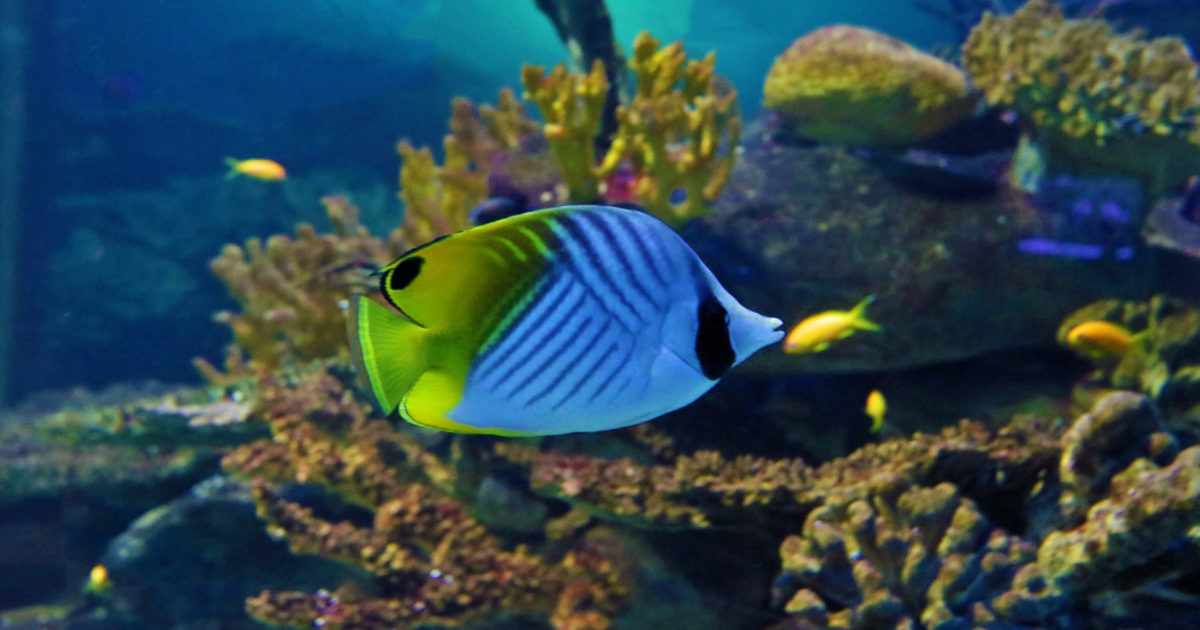 Two Oceans Aquarium Threadfin butterflyfish