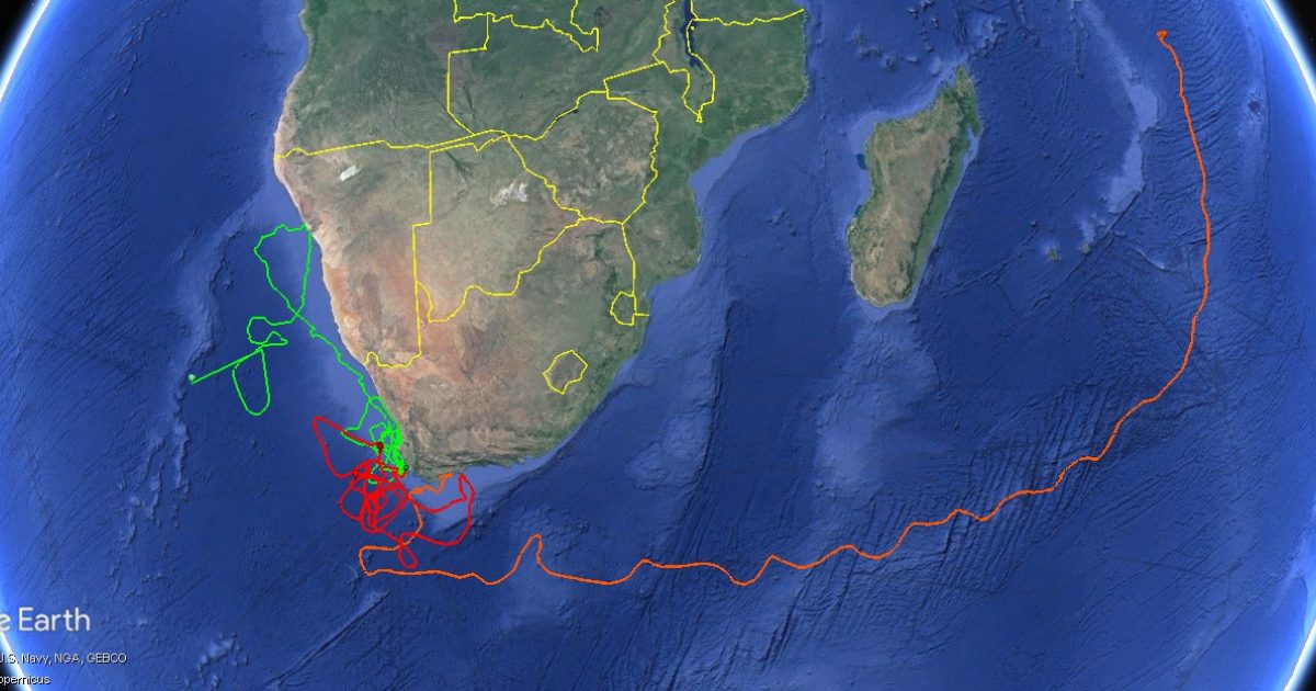 Turtle Tracking Map Two Oceans Aquarium Foundation | Tracking our Turtles: Zooming with…