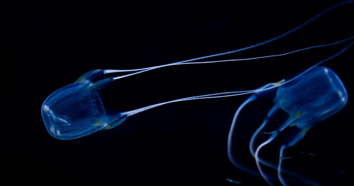 Two Oceans Aquarium Box jelly