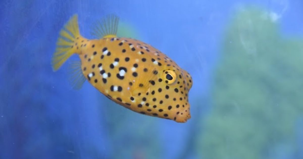 Two Oceans Aquarium Boxfish