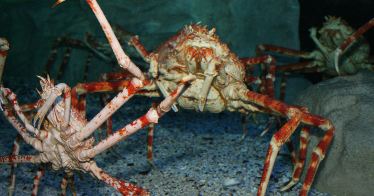 Two Oceans Aquarium | Giant spider crab