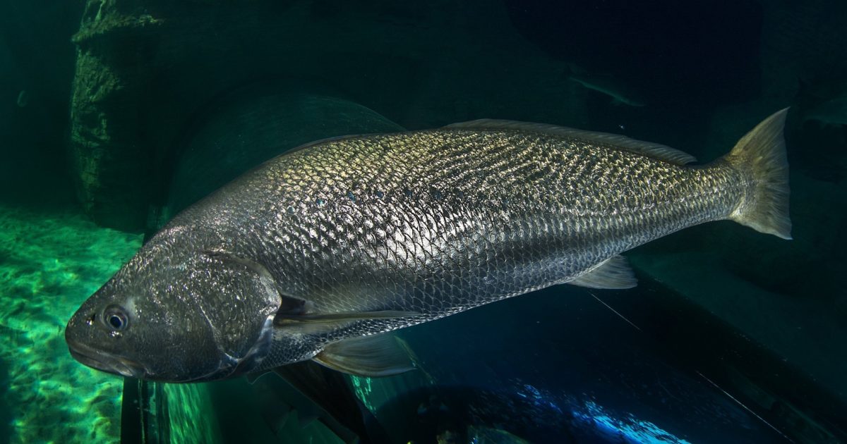 Two Oceans Aquarium | Giant kob