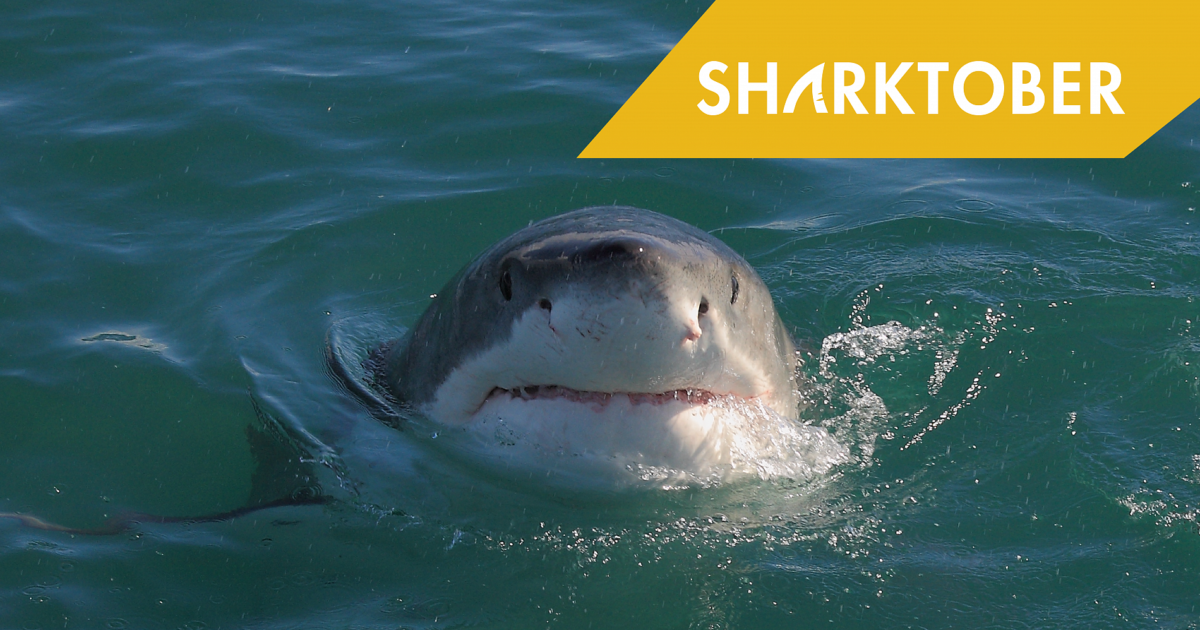 Two Oceans Aquarium | Look here! how well do sharks see?