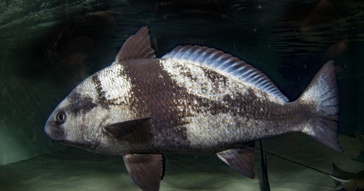 Two Oceans Aquarium | Baardman