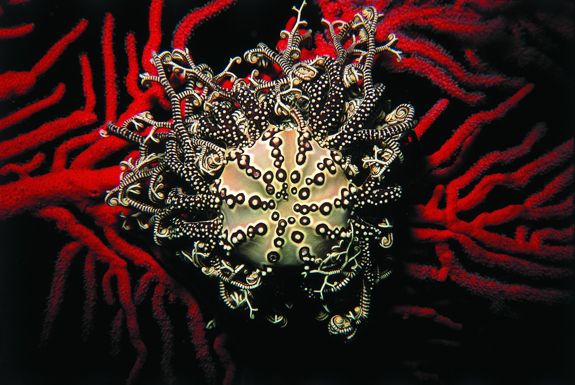 Basket star Species Two Oceans Aquarium Official