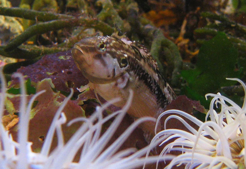 Klipvis Species Two Oceans Aquarium Official Tickets Cape Town 
