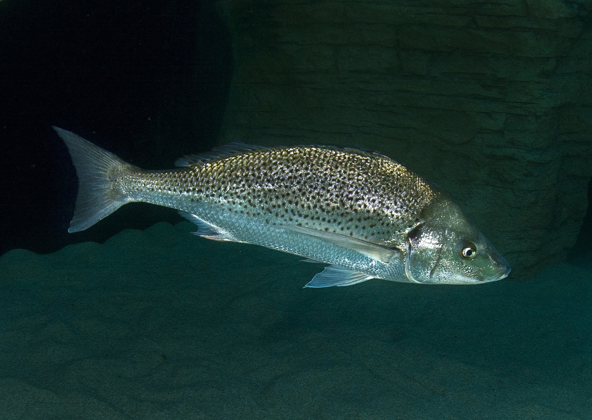 Spotted Grunter Species Two Oceans Aquarium Cape Town South Africa spotted-grunter-species-two-oceans-aquarium-cape-town-south-africa