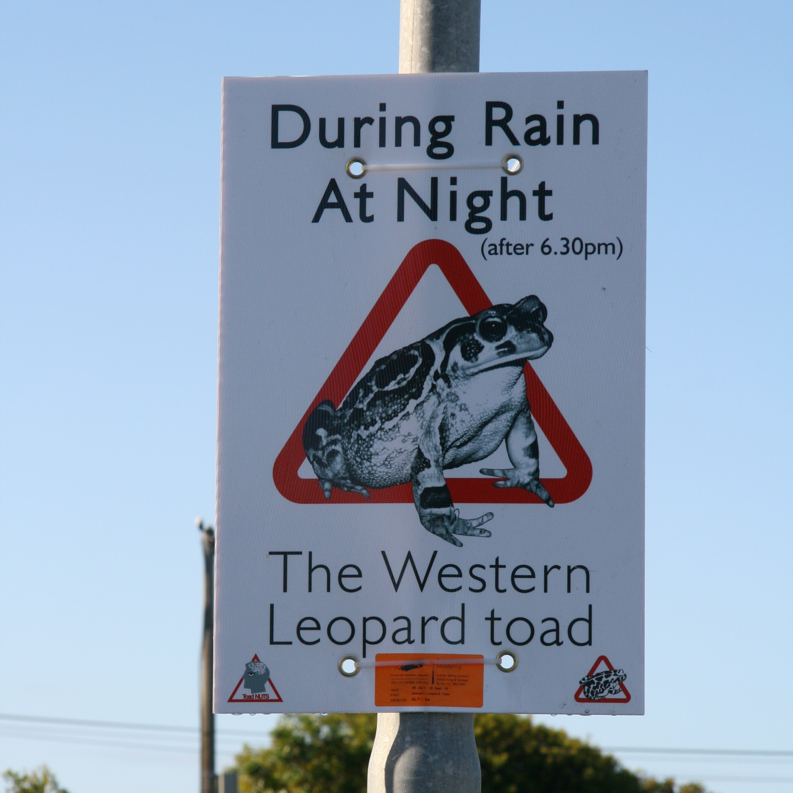 western leopard toad sign